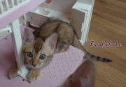 2021-08-08-10-semaines-Fanfreluche-chaton-bengal-6