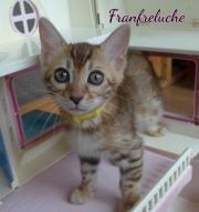 2021-08-08-10-semaines-Fanfreluche-chaton-bengal-7
