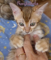 2021-08-08-10-semaines-Fanfreluche-chaton-bengal-8