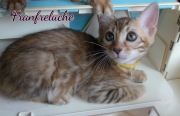 2021-08-08-10-semaines-Fanfreluche-chaton-bengal-9