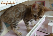 2021-08-23-12-semaines-Fanfreluche-chaton-bengal-2