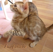 2021-08-23-12-semaines-Fanfreluche-chaton-bengal-4