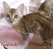 2021-08-23-12-semaines-Fanfreluche-chaton-bengal-6