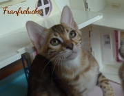 2021-09-04-14-semaines-Fanfreluche-chaton-bengal-1