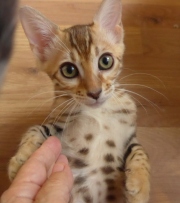 2021-09-04-14-semaines-Fanfreluche-chaton-bengal-3