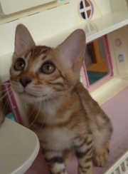 2021-09-04-14-semaines-Fanfreluche-chaton-bengal-5