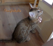 2021-09-04-14-semaines-Fanfreluche-chaton-bengal-6