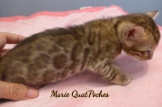 2021-06-25-4-semaines-Marie-Quatpoches-chaton-bengal-1