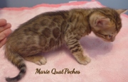 2021-06-25-4-semaines-Marie-Quatpoches-chaton-bengal-2