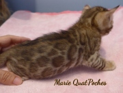 2021-06-25-4-semaines-Marie-Quatpoches-chaton-bengal-3