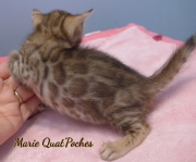 2021-06-25-4-semaines-Marie-Quatpoches-chaton-bengal-4