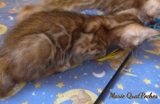 2021-07-17-7-semaines-Marie-QuatPoches-chaton-bengal-1