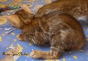 2021-07-17-7-semaines-Marie-QuatPoches-chaton-bengal-2