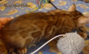 2021-07-17-7-semaines-Marie-QuatPoches-chaton-bengal-3