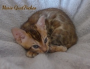 2021-07-17-7-semaines-Marie-QuatPoches-chaton-bengal-4