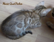 2021-07-17-7-semaines-Marie-QuatPoches-chaton-bengal-5