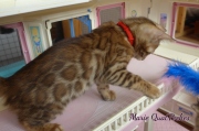 2021-08-08-10-semaines-Marie-QuatPoches-chaton-bengal-1