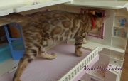 2021-08-08-10-semaines-Marie-QuatPoches-chaton-bengal-2