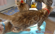 2021-08-08-10-semaines-Marie-QuatPoches-chaton-bengal-3