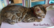 2021-08-08-10-semaines-Marie-QuatPoches-chaton-bengal-4