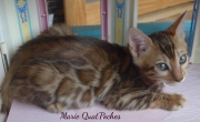 2021-08-08-10-semaines-Marie-QuatPoches-chaton-bengal-5