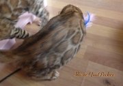2021-08-23-12-semaines-Marie-QuatPoches-chaton-bengal-2