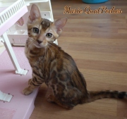2021-09-04-14-semaines-Marie-QuatPoches-chaton-bengal-1