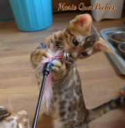 2021-09-04-14-semaines-Marie-QuatPoches-chaton-bengal-3