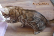 2021-09-04-14-semaines-Marie-QuatPoches-chaton-bengal-4
