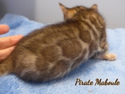 2021-06-25-4-semaines-Pirate-Maboule-chaton-bengal-1