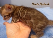 2021-06-25-4-semaines-Pirate-Maboule-chaton-bengal-2
