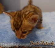 2021-06-25-4-semaines-Pirate-Maboule-chaton-bengal-3