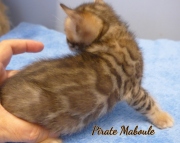2021-06-25-4-semaines-Pirate-Maboule-chaton-bengal-4