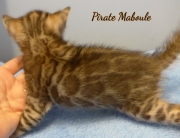 2021-06-25-4-semaines-Pirate-Maboule-chaton-bengal-5