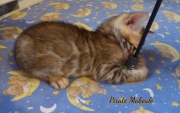 2021-07-17-7-semaines-Pirate-Maboule-chaton-bengal-1