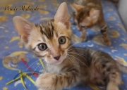 2021-07-17-7-semaines-Pirate-Maboule-chaton-bengal-2