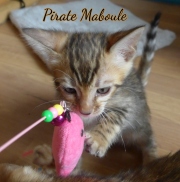 2021-07-17-7-semaines-Pirate-Maboule-chaton-bengal-3