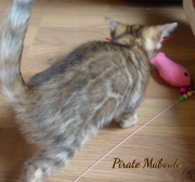2021-07-17-7-semaines-Pirate-Maboule-chaton-bengal-4