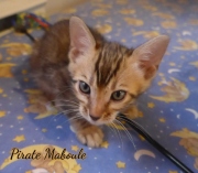 2021-07-17-7-semaines-Pirate-Maboule-chaton-bengal-5