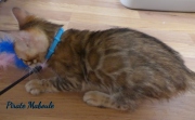 2021-08-08-10-semaines-Pirate-Maboule-chaton-bengal-1