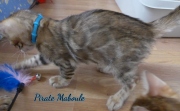 2021-08-08-10-semaines-Pirate-Maboule-chaton-bengal-2