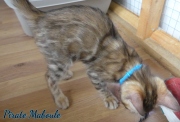 2021-08-08-10-semaines-Pirate-Maboule-chaton-bengal-3