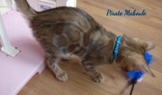 2021-08-08-10-semaines-Pirate-Maboule-chaton-bengal-4