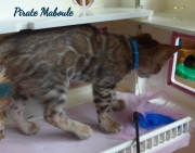 2021-08-08-10-semaines-Pirate-Maboule-chaton-bengal-5