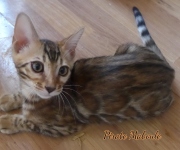 2021-08-23-12-semaines-Pirate-Maboule-chaton-bengal-13