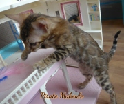 2021-08-23-12-semaines-Pirate-Maboule-chaton-bengal-4