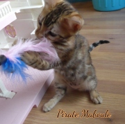 2021-08-23-12-semaines-Pirate-Maboule-chaton-bengal-6
