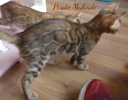 2021-08-23-12-semaines-Pirate-Maboule-chaton-bengal-8