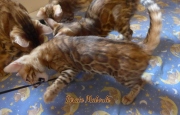 2021-09-04-14-semaines-Pirate-Maboule-chaton-bengal-1