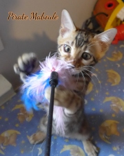 2021-09-04-14-semaines-Pirate-Maboule-chaton-bengal-2